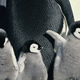 Illustration for article titled iMarch Of The Penguins/i to get a no doubt freaking adorable sequel